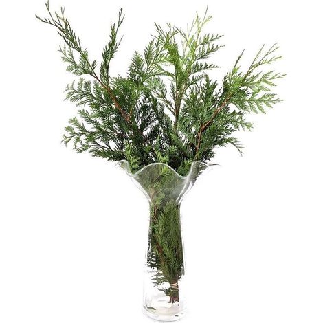 Thuja  Flor Natural  Ramo de 5 tallos  Verde  60cm de alto (1/5)
