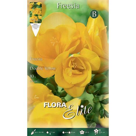 BULBI PRIMAVERILI FREESIA DOUBLE YELLOW CONFEZIONE DA 10 BULBI BULBS BULBES