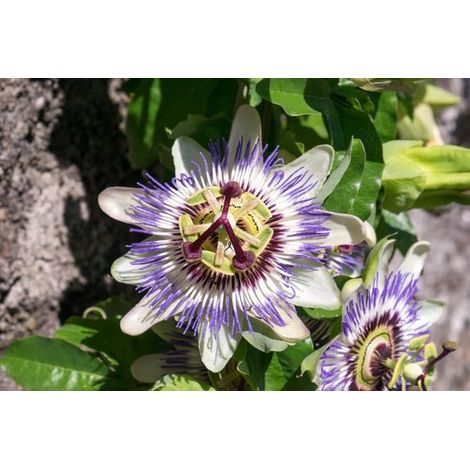 Passiflore Passiflora caerulea Taille du pot p9 (1/2)
