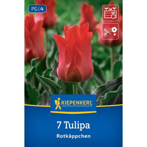 Kiepenkerl Herbstblumenzwiebel Tulpen Rotkäppchen 7 Stück (1/2)