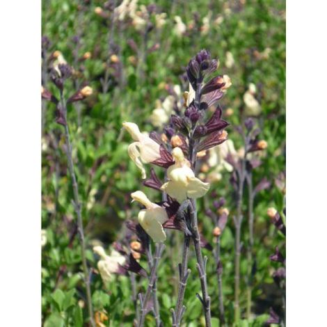 Sauge 'Melen' Pot de 2L/3L (1/2)