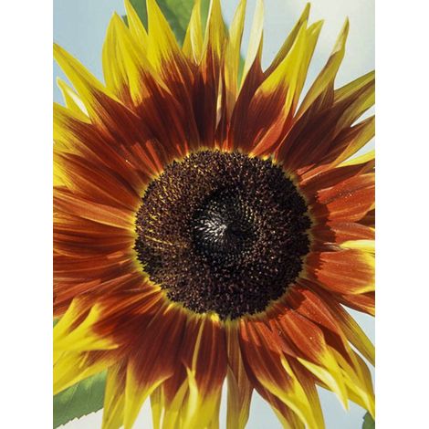 Soleil, Tournesol 'Solar Eclipse F1' le sachet de 25 graines