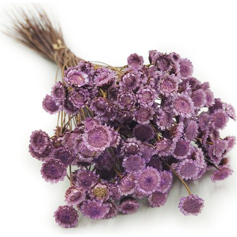 Glixia getrocknet, groß - (Comanthera, Glyxia) - Lavendel (1/5)