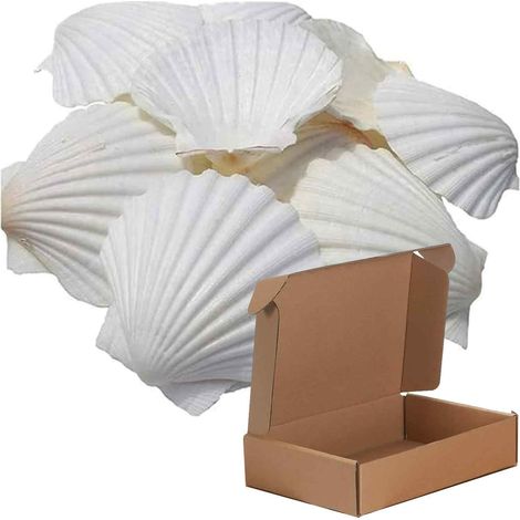 16 coquilles Saint-Jacques, naturelles, 7,5 à 10 cm, pour décoration d'aquarium, vases et loisirs créatifs (1/5)