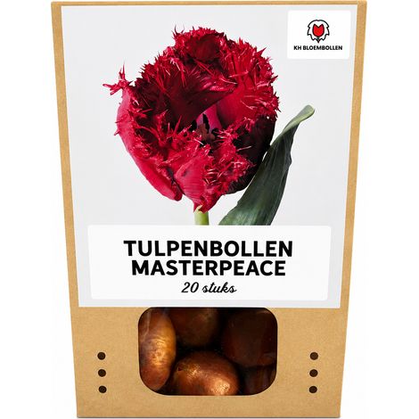 Bulbes de Tulipes Masterpeace Rouge Intense à Bords Dentelés - Lot de 20 - Calibre 11/12 - PANGIVO (1/5)