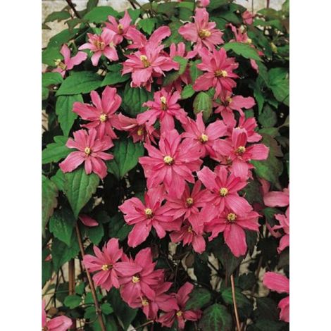 Clématite des montagnes 'Broughton Star' Pot de 2L/3L (1/2)