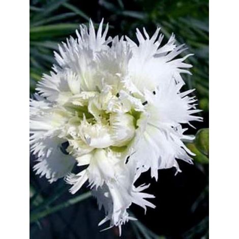 Œillet mignardise 'Mrs Sinkins' Godet de 8/9 cm (1/2)