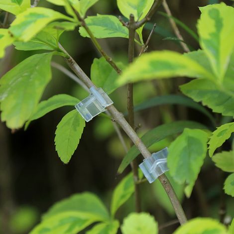 Pince à greffer spéciale pour plants de tomates et d'aubergines (100 pièces) (1/5)