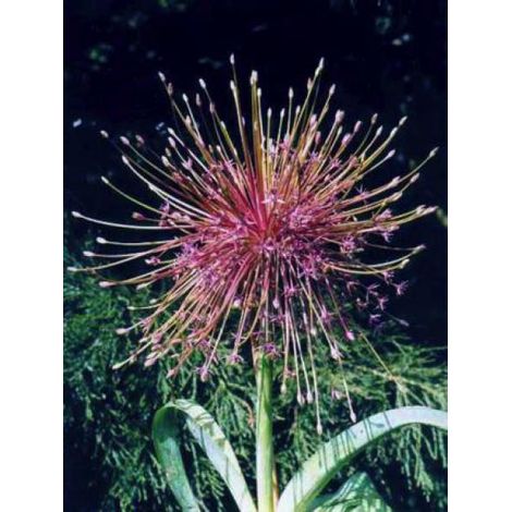 Ail d'ornement schubertii Bulbe calibre 12+ (par 5)