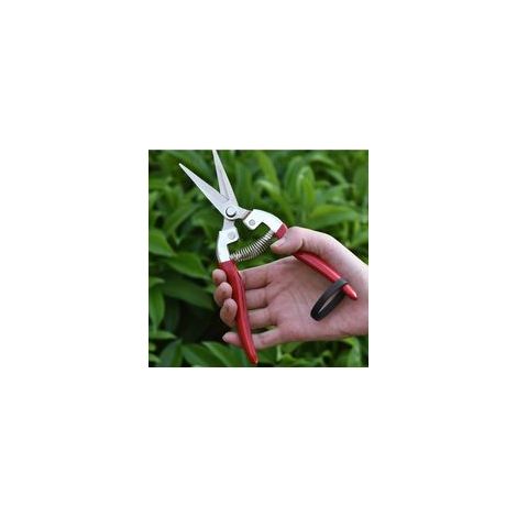 Forbici da potatura di precisione, lama in acciaio inox, forbici da giardino, cesoie per la raccolta di frutta, fiori recisi, erbe aromatiche, ortaggi idroponici e uva. - Crezuo