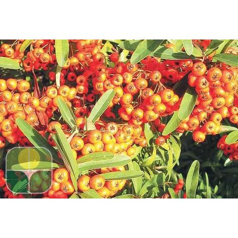 Gardenaria Pyracantha 'Orange Glow' - Arbusto ornamentale da giardino - Altezza: 35/45 cm (vaso 18)