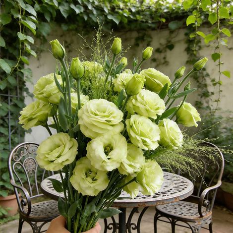 1000 Graines d’Eustoma Vert Émeraude Lucita – Lisianthus Rare et Original, Fleurs Doubles pour Jardin Ornemental, Terrasse et Décoration Extérieure (1/5)