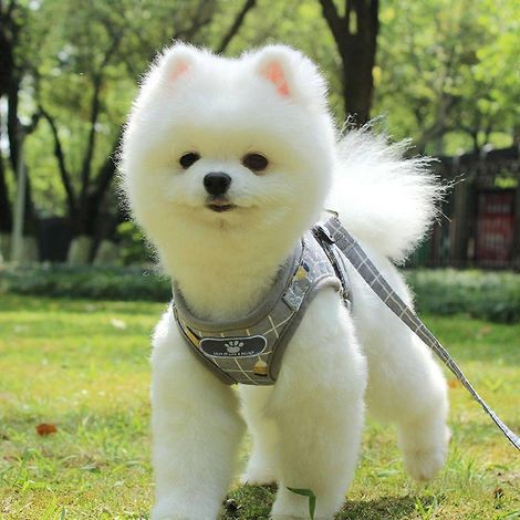 Harnais de promenade extérieur réfléchissant pour chien, gilet pour chien, laisse facile à contrôler - Gris moyen (1/4)