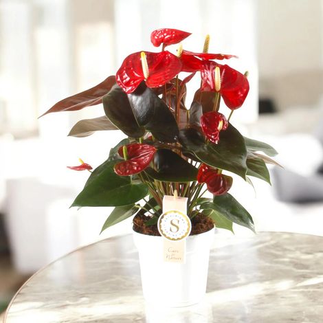 Gardenaria Anthurium andreanum 'Coral Champion' - Pianta da interno ornamentale - Altezza: 50 cm (vaso 14) (1/5)