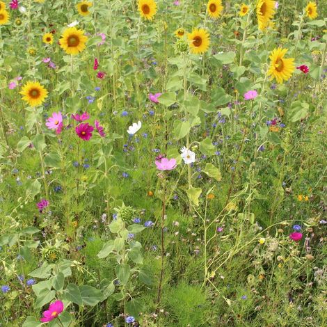 Prairie de fleurs sauvages et d’herbes sans graminées GF 895 1kg mélange spécial (1/4)