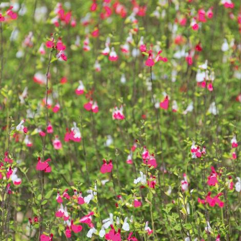 Sauge à petites feuilles Pink Lips®/Pot de 7,5L - 40/60 cm (1/3)