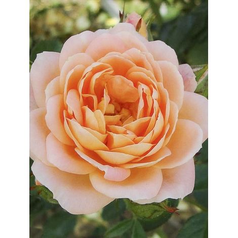 Rosier nain 'Sweet Dream' Pot de 3L/4L (1/2)