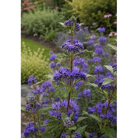 Gardenaria Caryopteris clandonensis 'Grand Bleu' - Arbusto ornamentale da giardino - Altezza: 40/60 cm (vaso19) (1/3)