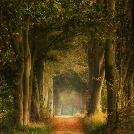 Tableau sur toile forêt poetique 45x45 cm - Impression sur Toile Murale Décorative - Image imprimée en HD sur Toile - Toile sur Châssis en Bois FSC - Fabriqué en France