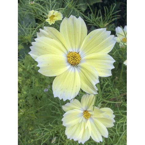 Cosmos 'Xanthos' le sachet de 50 graines (1/2)