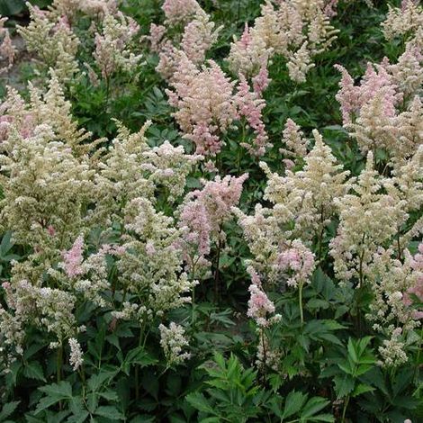 Astilbe du Japon Peach Blossom | Conditionnement: Lot de 9 godets