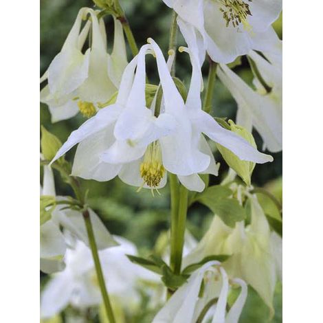Ancolie 'Munstead White' Godet de 8/9 cm