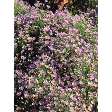 Aster 'Esther' Godet de 8/9 cm (1/3)