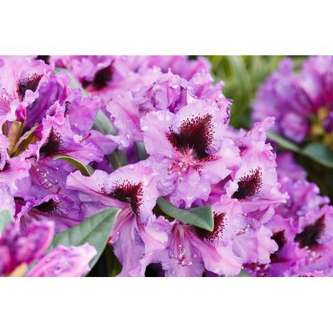 Rhododendron 'Mogambo' Rhododendron Hybr.'Mogambo' C 5 30- 40
