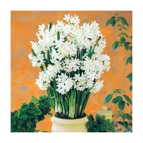 NARCISSE PAPER WHITE - 8 BULBES - Bulbes
