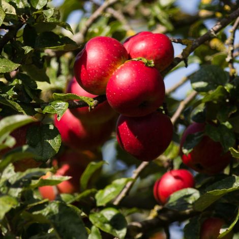 Pommier nain 'Red Sensation' Pot de 4L/5L, Colonnaire 70/100cm