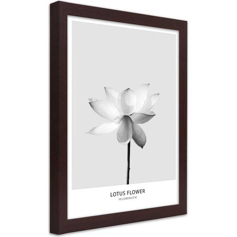 Quadro con cornice, Fiore di loto bianco - 70x100 (1/5)