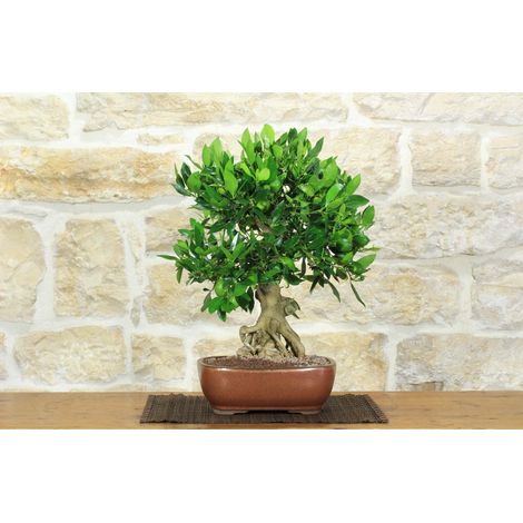 Bonsai di Citrus Limequat (36) (1/5)