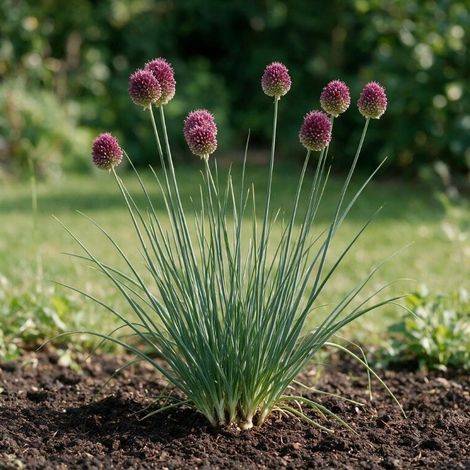Ail d'ornement sphaerocephalon 20cm Godet 9cm - Allium (1/4)