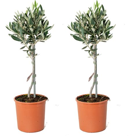 Bloomique - Lot de 2 - Olea Europaea - Olivier sur tige - Plantes de jardin - Résistant au gel - 30-40 cm de haut - Pot 14 cm