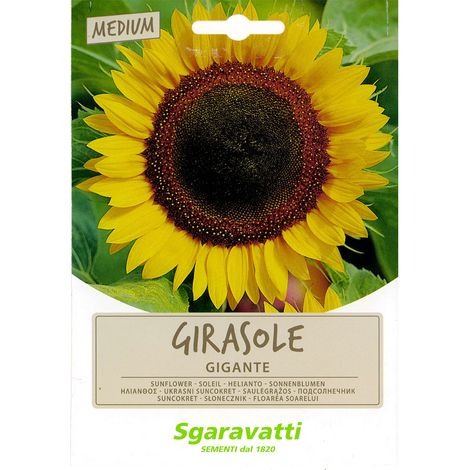 SEMI PER PRATO UNIVERSALE girasole gigante Q.TA 20 girasole gigante