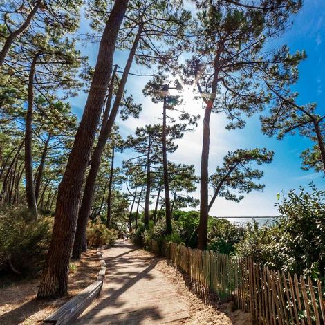 Tableau sur toile forêt bassin d'Arcachon 30x30 cm - Impression sur Toile Murale Décorative - Image imprimée en HD sur Toile - Toile sur Châssis en Bois FSC - Fabriqué en France