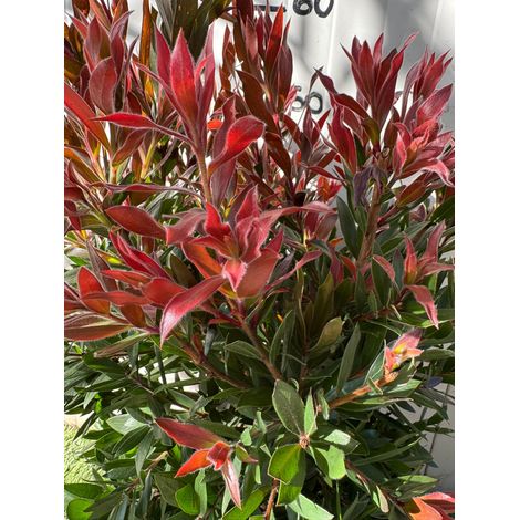 Callistemon red rocket foto reali h 60cm vaso 24cm foto reali (1/3)