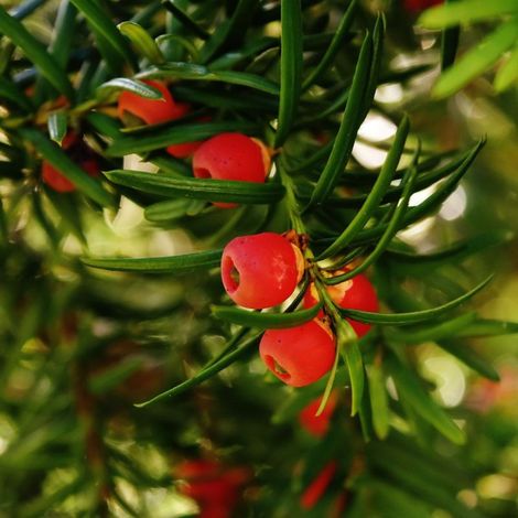If commun Boule 40cm Pot 20L - Taxus baccata
