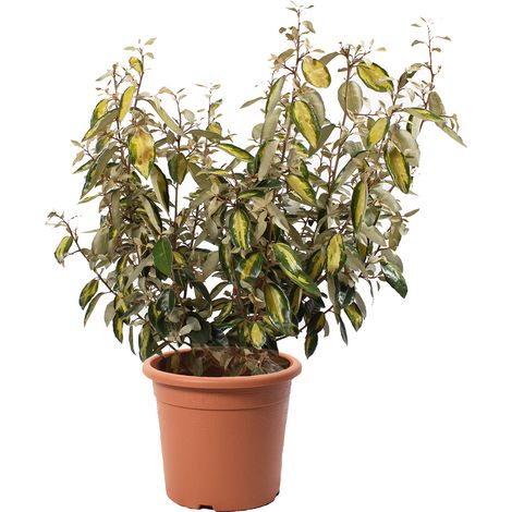 Eleagnus Ebbingei Limelight - Piante Vere da Esterno Resistenti - Altezza 80/100 cm Vaso Ø 24 cm (1/2)