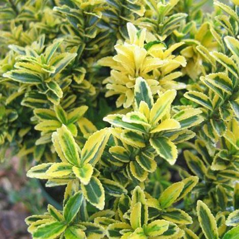 Fusain du Japon 'Aureovariegatus' - 20-30 cm pot