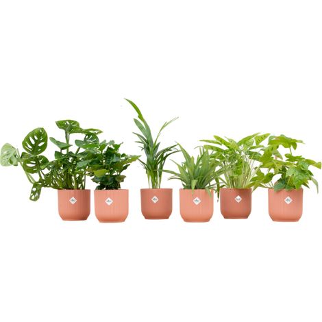 Lot de 6 Plantes d'Intérieur Variées avec Pot Rond Ø 14 cm Rose pour Salon et Bureau