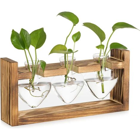 Station de multiplication des plantes en verre bocal vintage (1/5)