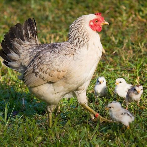 48 Stück Hühnerfußringe für Huhn, Ente, Gans, 16 mm und 20 mm (Innendurchmesser) (1/5)