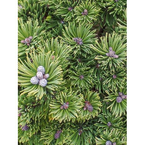 Pin de montagne 'Sherwood Compact' Pot de 2L/3L (1/4)