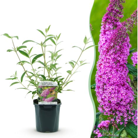 Arbre à papillons Buddleja davidii Pink Delight Plante de Jardin Rustique Rose Pot 17cm H45cm - PANGIVO (1/5)