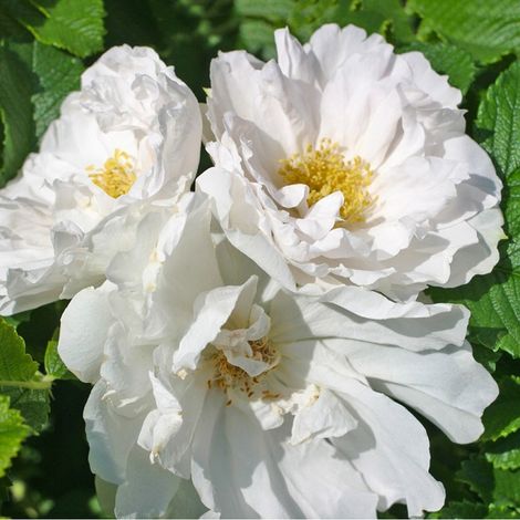 2 x Rosa - Kordes-Rugosa - Rosa 'White Roadrunner'®