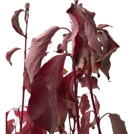 Cornouiller blanc Baton Rouge® 'Minbat', Cornus/Pot de 4L - 40/60 cm