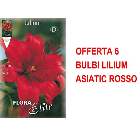 OFFERTA 6 BULBI LILIUM ASIATIC ROSSO