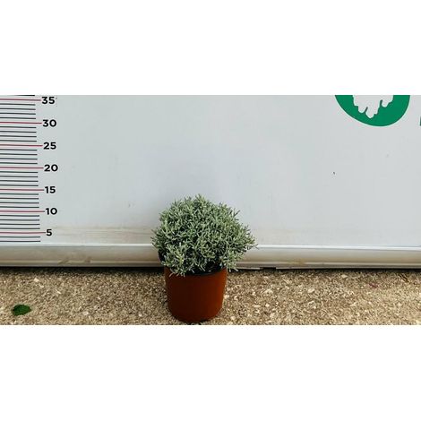 PIANTA DI SANTOLINA CHAMAECYPARISSUS  VASO 15 CM (foto reale)