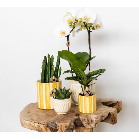 Plante Verte d'Intérieur Stapelia - Cactus sans Épines Facile d'Entretien - Pot 9 cm - PANGIVO
